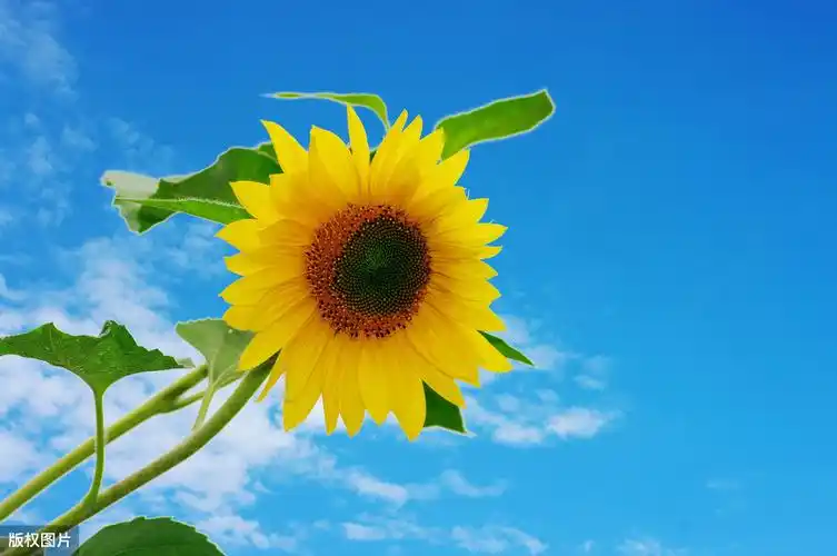 原创鼓励自己的句子阳光向上唯美暖心