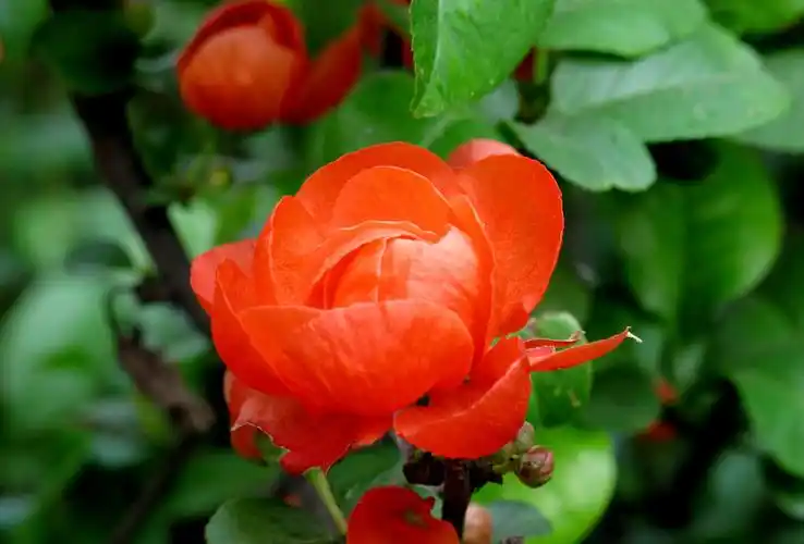 一片春心付海棠