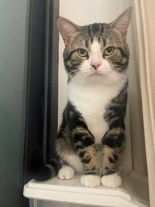 美短虎斑棕配种找老婆美短虎斑棕借配配种