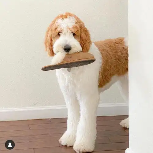 goldendoodle金贵犬欣赏