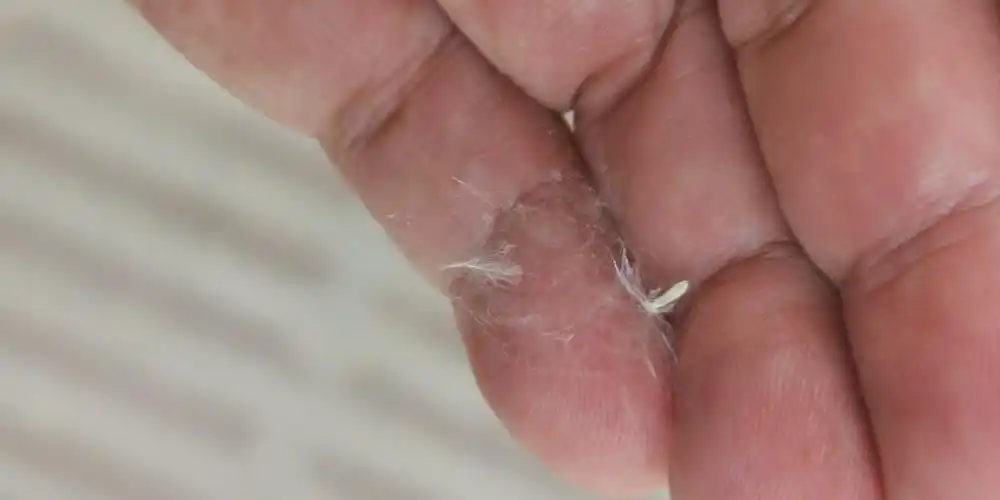 满天飞舞的棉絮虫_淮南图片网