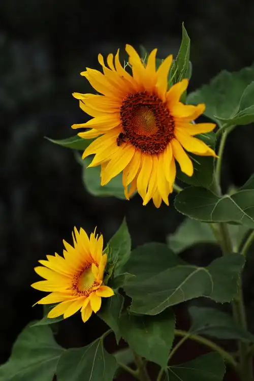 柔光拍摄向日葵图片农作物向日葵太阳花