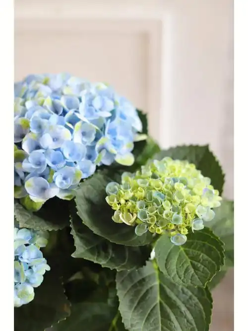 绣球盆栽用鲜花点缀生活