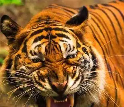 这只吃人的老虎是一只雌性的孟加拉虎,孟加拉虎也叫印度虎,它的栖息