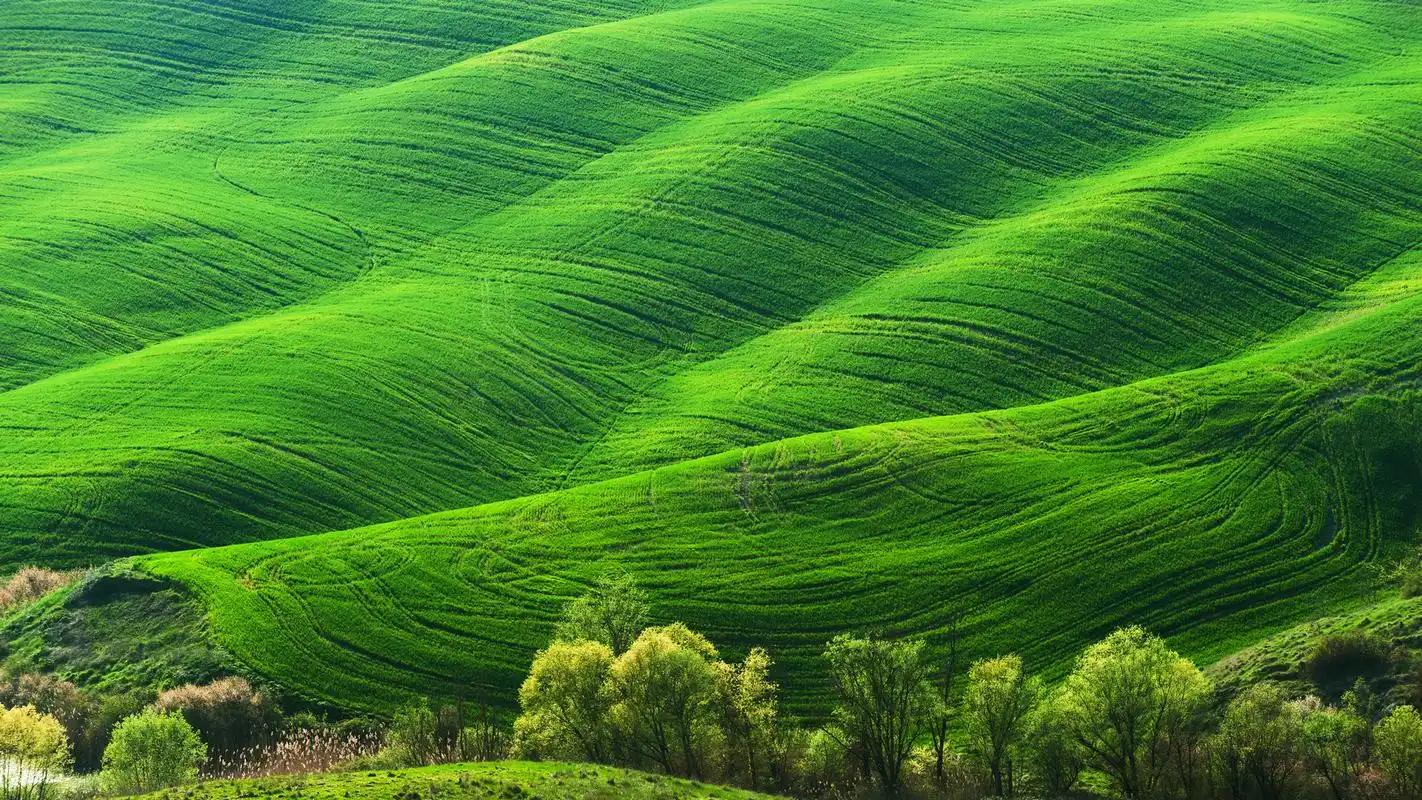 绿色林中草地电脑桌面壁纸 第二辑高清大图预览1920x1080_风景壁纸