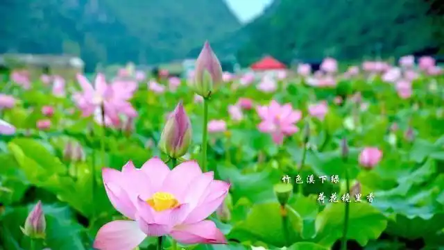 在西方极乐世界的七宝池中,时时都有莲花枯死掉,而且时时都有新的莲花