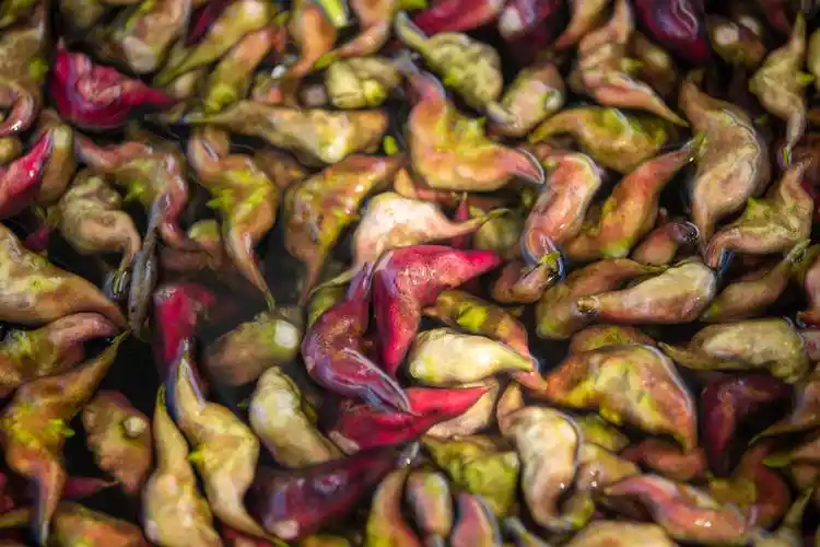 南漳:金秋菱角采摘忙_长江云 - 湖北网络广播电视台官方网站