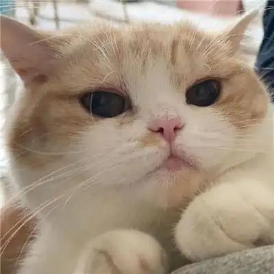 2022最新最可爱的猫咪萌宠头像 不易撞头像的治愈系小众猫咪头像