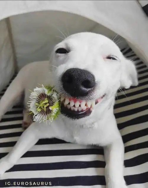 一只每天笑得无比开心的傻白甜汪…据说爱笑的汪,运气不 .