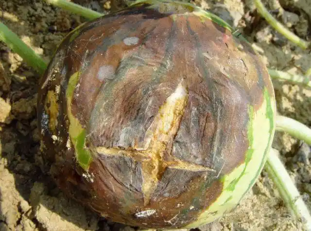 西瓜病害不会辨认?高清大图配文!看完再也不求人!