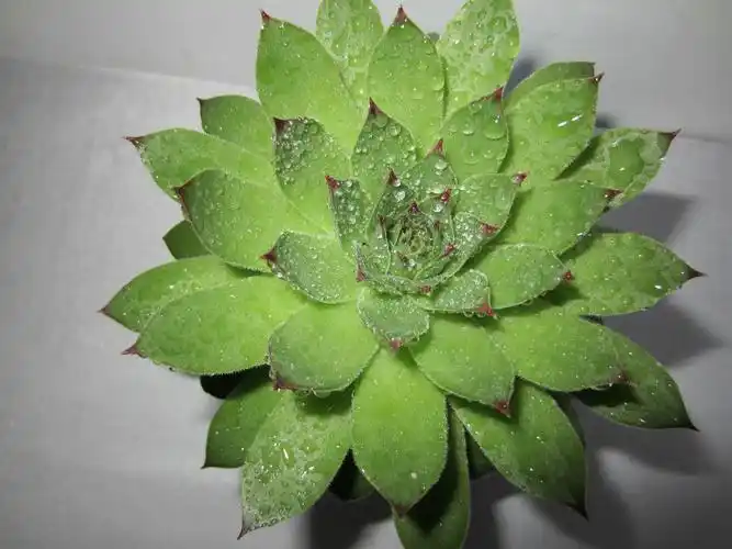 佛座莲的养殖方法和注意事项简介