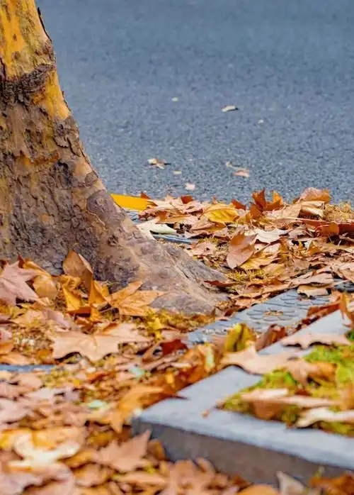 抓住秋天的尾巴来松江这里欣赏晚秋美景