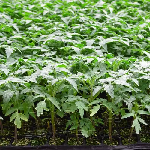 番茄苗西红柿种苗普罗旺斯紫黄黑小番茄幼苗四季阳台盆栽蔬菜苗秧