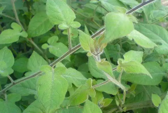 白毛藤怎么吃白毛藤的食用方法