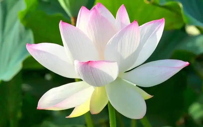 莲花图片大全唯美图片 带来好运的莲花图片