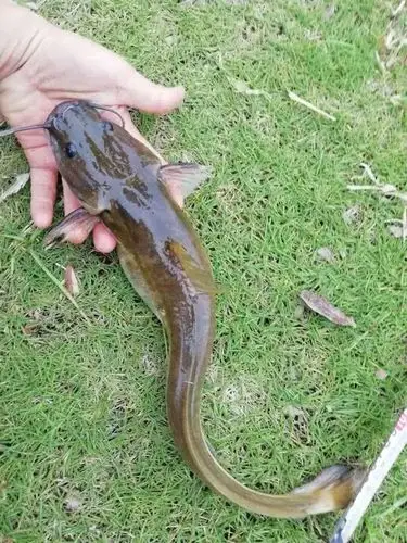 二胡子鱼长相猥琐却味极鲜极美曾有人钓起5斤大的