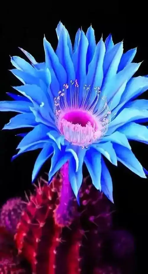 世界上最美最漂亮的花(世界上最漂亮的花是哪一种花?