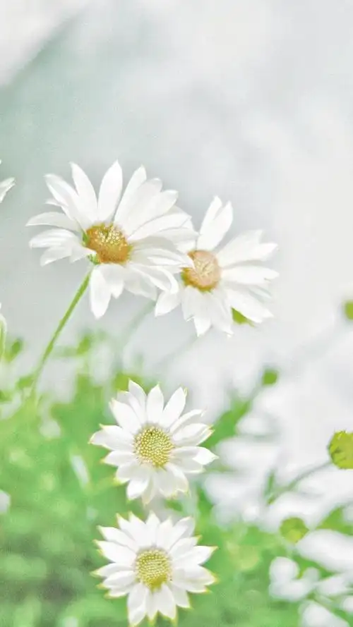 清新淡雅小雏菊微距摄影,高清图片,手机锁屏桌面-壁纸族
