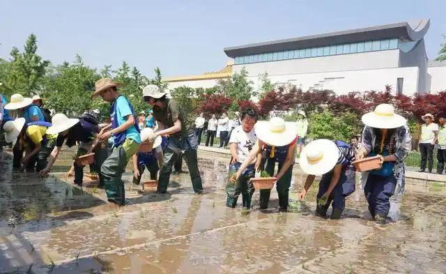 城里娃穿插秧靴下水田种植京西稻体验农耕文化