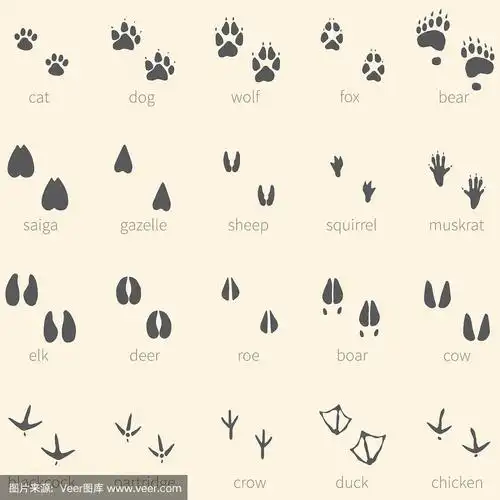矢量集20动物脚印图标