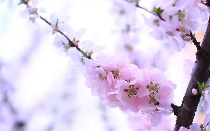 唯美小清新桃花壁纸图片大全