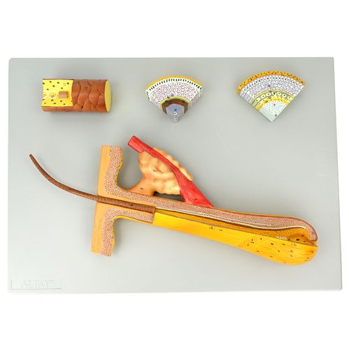 enovo颐诺毛发毛囊头发解剖结构模型 化妆美容美发 发洗发护发产品