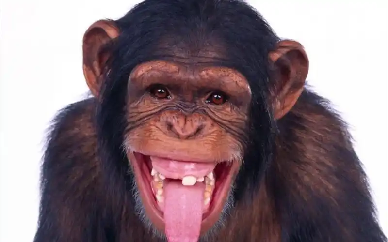 史上最骚猴子(第二集)