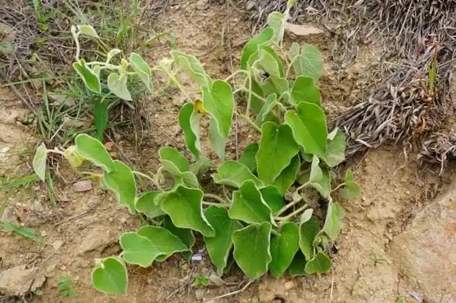 地方也叫做清骨风,白面风,黄木香,猫耳朵,毛凤草,毛香,白喉箭,白毛藤