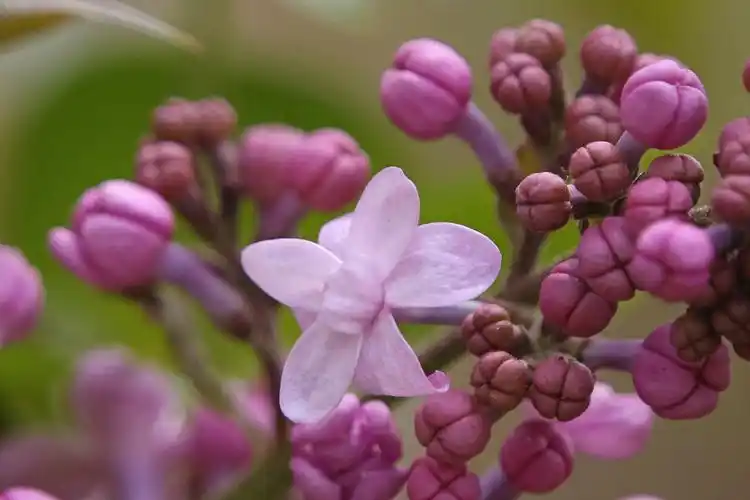 其它 五月冰城 丁香盛开 写美篇  丁香花,哈尔滨市市花.