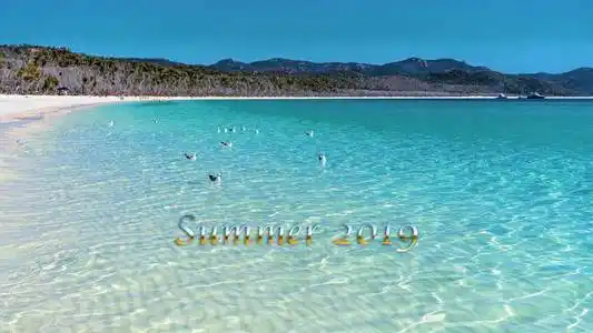 年中直降毛笔字2019年夏季标题文字-海鸥在澳大利亚怀特森德群岛白硅