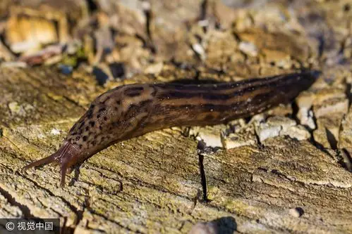 好玩生吞活蛞蝓!19岁猛男球员染脑膜炎 瘫痪失禁…母24hrs照顾