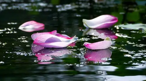 夏日,酝酿泪水的季节,雨中的落荷