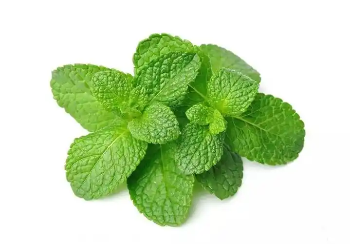 西餐常用香草大全看完不再胡乱放