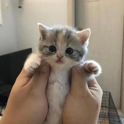 你见过最萌的幼猫是怎样的?