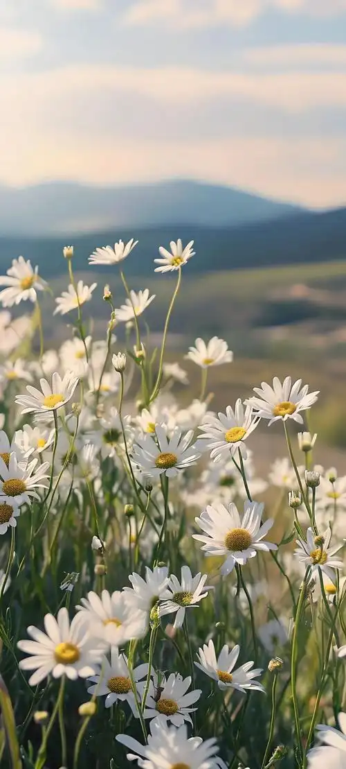 壁纸 花 桌面 1080_2395 竖版 竖屏 手机