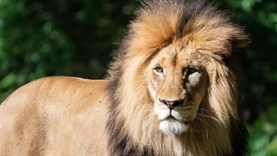 狮子壁纸【121】(动物静态壁纸) - 静态壁纸下载 - 元气壁纸