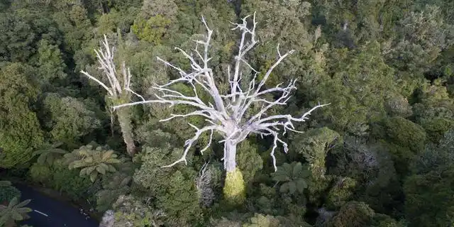 科学家找到吸血鬼树没有树叶和树干靠吸食其他树木为生