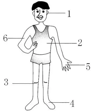 身体简笔画卡通