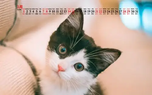 2020年3月可爱猫咪图片日历壁纸