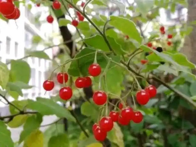 白英也叫白毛藤,它是一种怎样的植物呢?