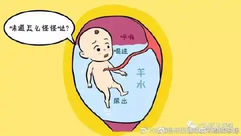 【医维他健康科普】之羊水是如何生成和吸收保持稳定的?