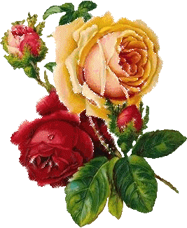 花儿朵朵 - sunnyrr的日志 - 网易博客