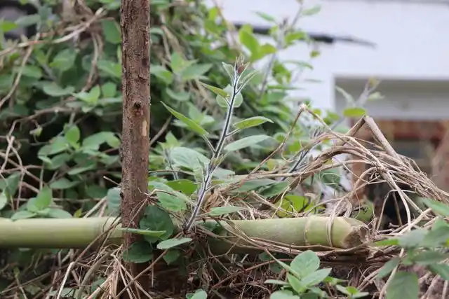 和婆婆一起去姑婆那儿找排风藤草