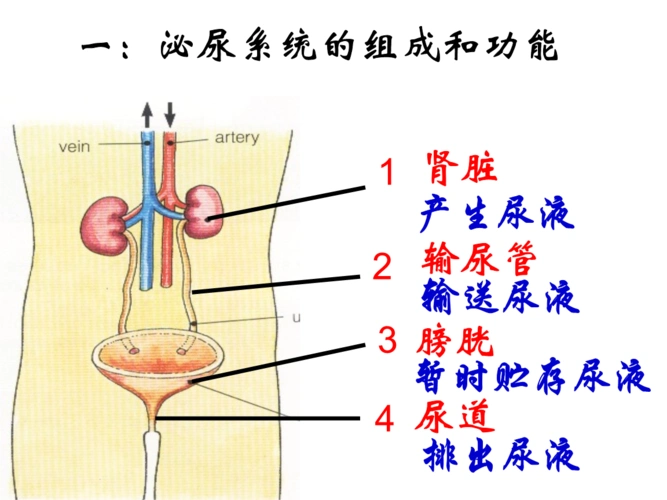 泌尿系统公开课.ppt