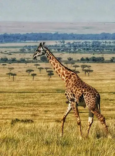 走进狂野非洲一一作客动物家园(肯尼亚)