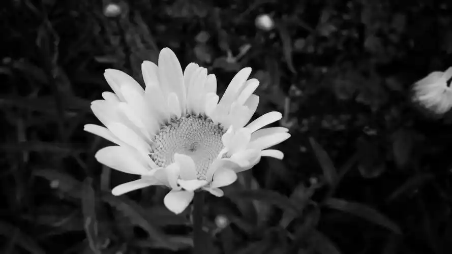 创意黑白花卉摄影高清桌面壁纸