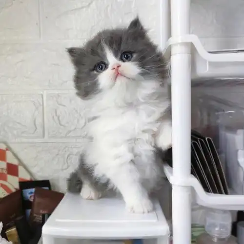 长毛蓝白弟弟英长