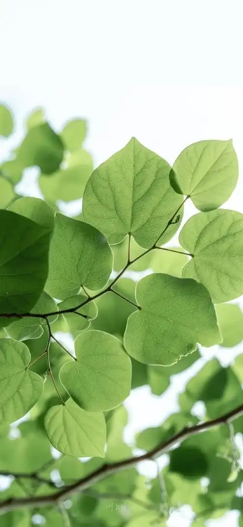 文案##小清新壁纸##小众图片##朋友圈背景图##表情包##沙雕表情包