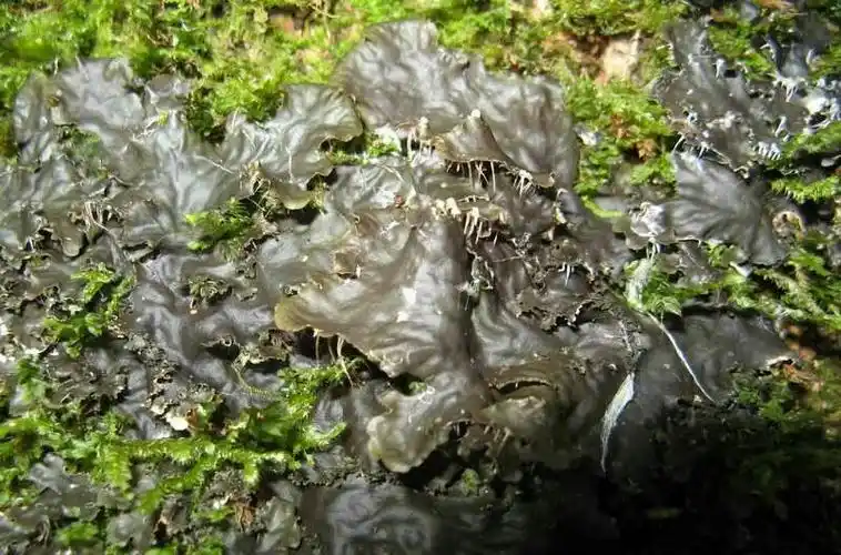 一道来自大自然的美食——地木耳