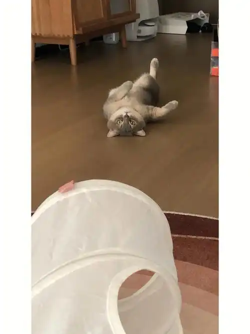 你这个小猫好奇怪哦